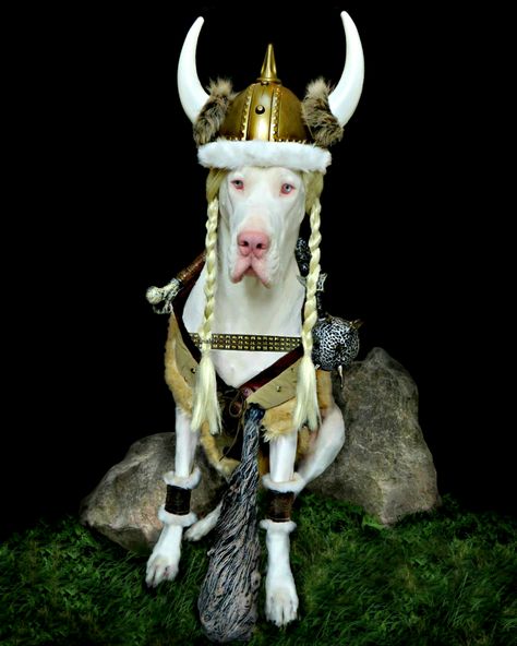 DIY Warrior Wilma Viking Costume for Dogs - Costume Yeti Viking Dog Costume, Great Dane Costume, Cute Dog Halloween Costumes, Viking Outfit, Viking Halloween Costume, Vikings Halloween, Costume For Dogs, 175 Pounds, Grooming Business