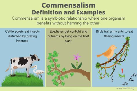 Commensalism Definition and Examples Commensalism Examples, Commensalism Relationship, Bio Project, Biological Science, Learn Biology, 4 Grade, Phone Photo, People Working Together, Phone Photo Editing