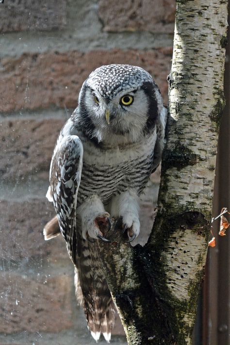 Northern Hawk Owl (Surnia ulula) Hawk Owl, Bird Watchers, Hoot Owl, Cologne Germany, Pretty Birds, Birds Of Prey, Love Birds, Beautiful Birds, Owls