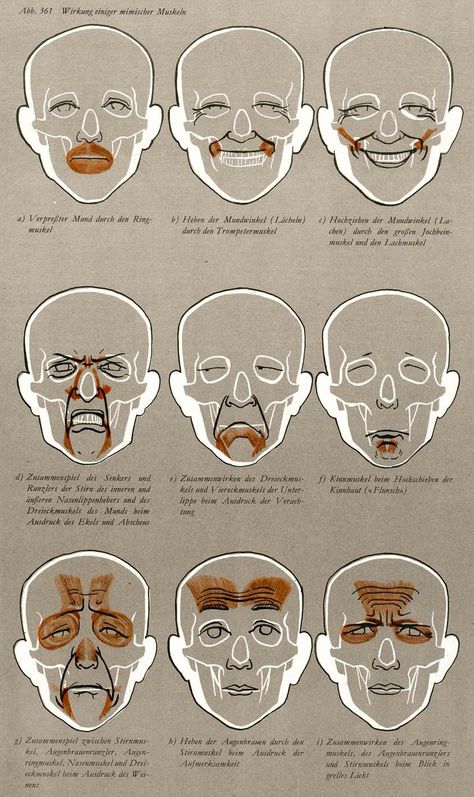 Facial muscles. Different Facial Expressions, Facial Expressions Drawing, Facial Anatomy, Face Anatomy, Human Anatomy Drawing, Anatomy Sketches, Anatomy For Artists, Facial Muscles, Drawing Expressions