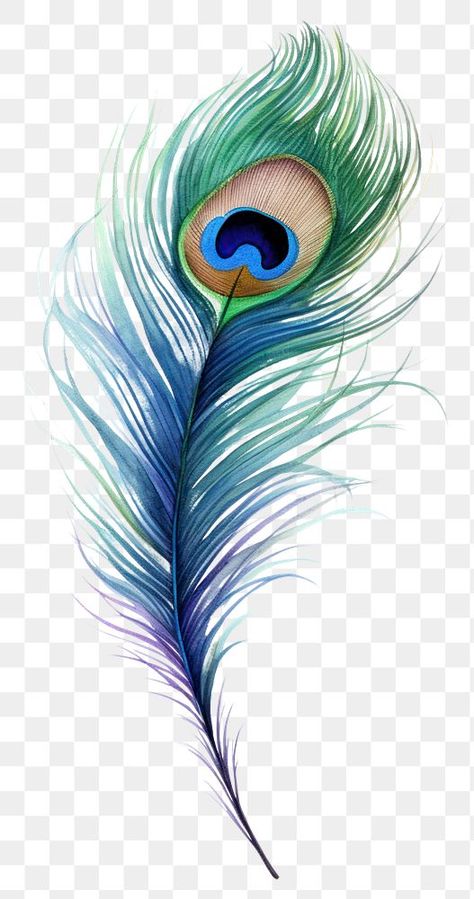 Watercolor Peacock Feather, Peacock Png, Peacock Head, Feather Sketch, Feather Png, Feather Peacock, Watercolor Peacock, Peacock Feather Print, Peacock Feather Tattoo