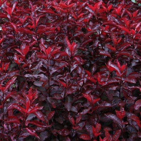 Purple Leaf Sand Cherry, Sand Cherry, Deer Resistant Shrubs, Cypress Mulch, Cherry Plant, Fast Growing Evergreens, Lipstick Plant, Hardy Geranium, Purple Fruit