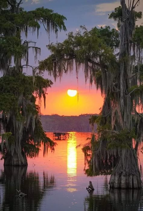 Louisiana Nature, Louisiana Swamp, Louisiana Bayou, Louisiana Art, Southern Gothic, Cypress Trees, Aspiring Artist, Louisiana State, Old Florida