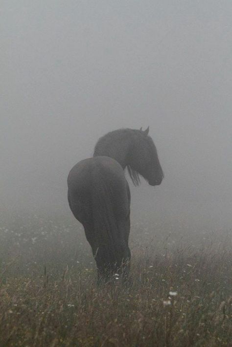 Horse Aesthetic, Friesian Horse, Horse Life, Black Horse, Fantasy Aesthetic, Fade To Black, Pretty Horses, Horse Photography, Horse Pictures