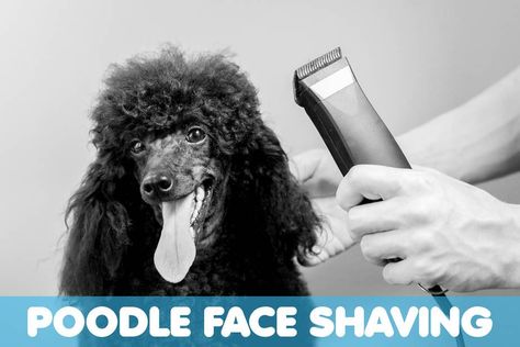 poodle getting their face shaved Face Shaving, Be The Best, Dog Toys, Pet Care, Shaving, Dogs And Puppies, Need To Know, Puppies, Toys