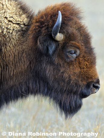 Buffalo head | Buffalo head | Diana Robinson | Flickr Buffalo Pictures, Bison Photography, Bison Photo, Buffalo Painting, Buffalo Animal, Bison Art, Buffalo Art, American Bison, Animal Study