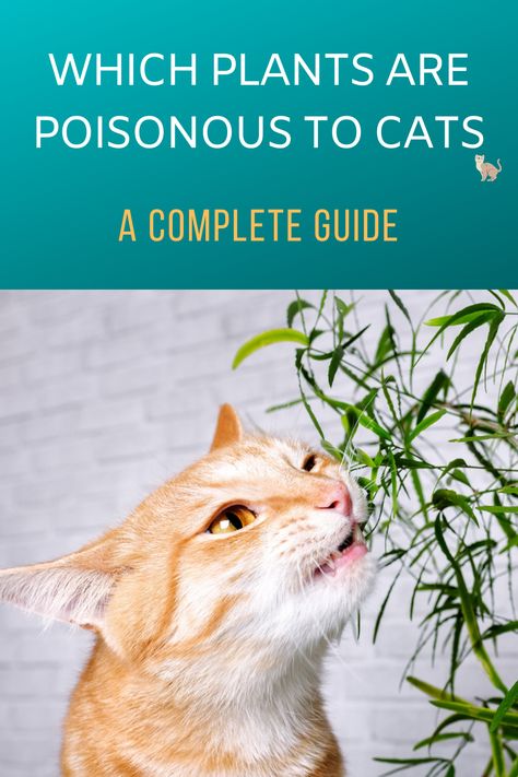 Do you have poisonous plants for cats at home? We show you which popular houseplants can be bad for your house cat. Poisonous Plants For Cats, Plants Bad For Cats, House Plants Poisonous To Cats, Plants Harmful To Cats, Plants Poisonous To Cats, Cats At Home, Safe House Plants, Toxic To Cats, Toxic Plants For Cats