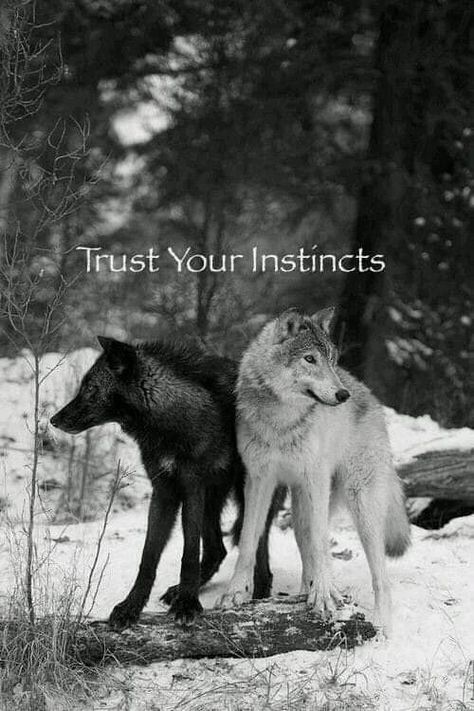 Instinct Quotes, Whatsapp Funny Pictures, Lone Wolf Quotes, Two Wolves, Whatsapp Videos, Wolf Quotes, Dire Wolf, She Wolf, Trust Your Instincts