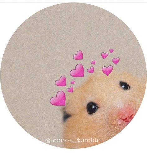 Aesthetic Dp For Insta, Sassy Cartoon Profile Pics, Hamster Wallpaper, Instagram Profile Pic, Funny Dp, Sassy Wallpaper, Instagram Cartoon, Phone Wallpaper Boho, Cute Laptop Wallpaper