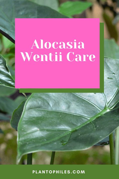 #1 Best Alocasia Wentii Care Guide – Plantophiles Alocasia Wentii, Alocasia Plant, Ear Care, Elephant Ears, House Plant Care, Plant Care, Indoor Plants, House Plants, Planting Flowers