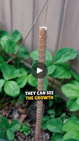 1.8M views · 267K reactions | Electroculture explained - DIY electroculture for gardening #coil #coppercoil #gardening #electroculture #technique #energy #ascensiontools #reinhardstanjek #antenna | Reinhard Stanjek (Ascension Tools) | DSADS · In the lifetime Slope Gardening, Garden Hack Ideas, Copper Garden, Porch Life, Garden Remedies, Natural Fertilizer, Sloped Garden, Balcony Plants, Plant Projects