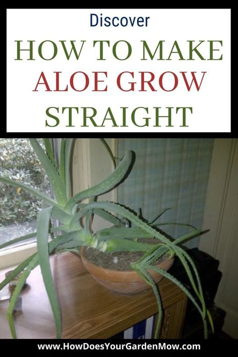 Aloe Plant Care, Aloe Vera Plant Indoor, Growing Aloe Vera, Aloe Plants, Household Plants, Plant Care Houseplant, Aloe Plant, Aloe Vera Plant, Inside Plants