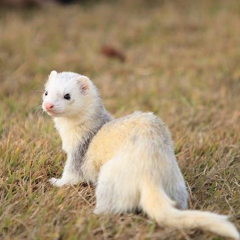 Ferret Photography, Baby Ferrets, A Ferret, Pet Ferret, Long Cat, Cute Ferrets, Small Pet, Cute Pet, Short Legs