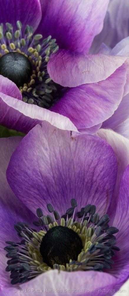 Anemone Flower Photography, Poppy Flower Colors, Purple Flower Photography, Anemone Flower Aesthetic, Anemone Flower Drawing, Purple Flower Pictures, Poppy Anemone, Flower Photography Art, Gardening Tattoo