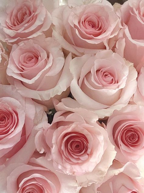 White And Pink Roses, Soft Pink Theme, Baby Pink Aesthetic, Pink Aura, Pastel Pink Aesthetic, Pink And White Flowers, Flower Therapy, Pink Vibes, Pink Themes