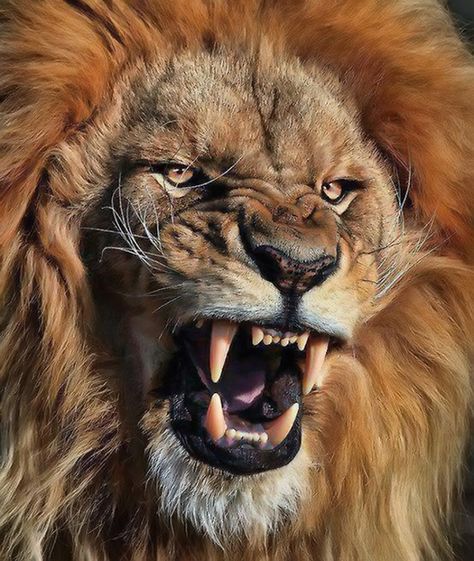 The Lion by Simohamed Amzil Animal Photography Wildlife, Lion Head Tattoos, Lion Photography, Lions Photos, Lion Wallpaper, Roaring Lion, Lion Images, Male Lion, Lion Pictures