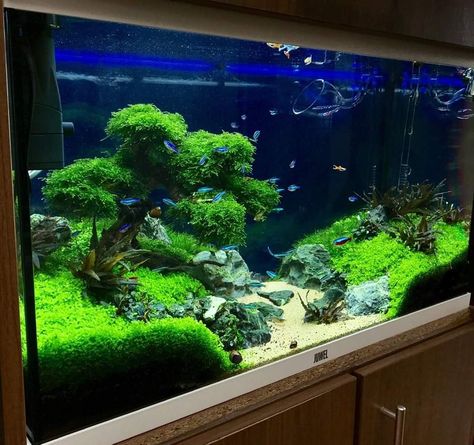 Multi Level Aquarium, Simple Fish Tank Decor, Aquarium Bonsai Aquascaping, Aquarium Scape Ideas, Concave Aquascape, 30 Gallon Aquascape, Idee Deco Aquarium, Aqua Scape Ideas, Nano Tank Aquascape Ideas