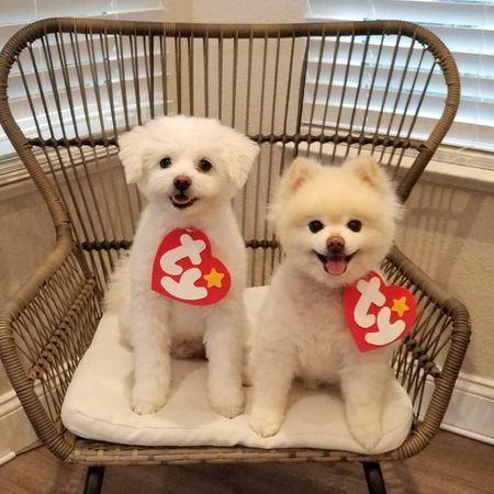 Ty beanie baby halloween costume Dog Costumes For Halloween, Cute Dog Halloween Costumes, Puppy Halloween Costumes, Cute Dog Costumes, Meme Costume, Puppy Costume, Costumes For Halloween, Diy Dog Costumes, Dog Clothes Diy