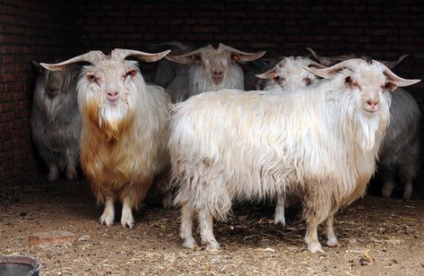 Types Of Goats, Live Animals, Goat Farming, Cashmere Yarn, Mongolia, Cashmere Wool, Sheep Wool, Goa, Farm Life