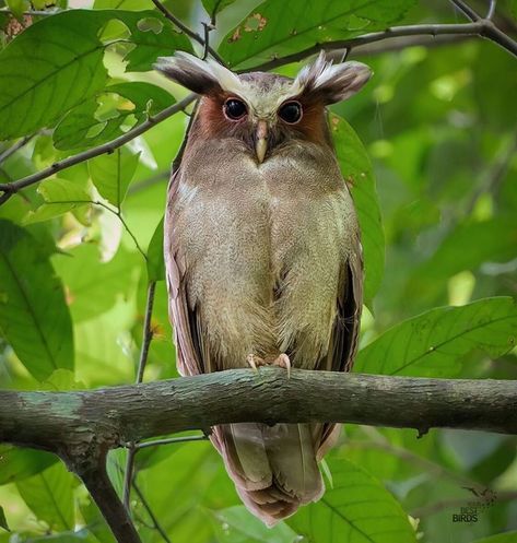 Bird Breeds, Bushy Eyebrows, Awesome Owls, Dense Forest, Forest Canopy, Owl Party, Evergreen Forest, Owl Pictures, Owl Print