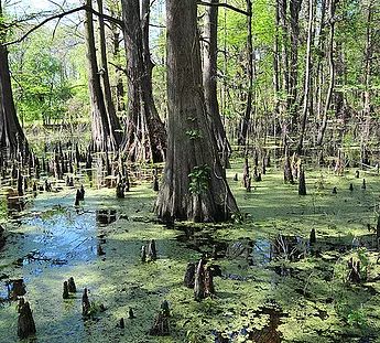 Greenville Mississippi Cypress Preserve is a natural Delta treasure Greenville Mississippi, Southern Mississippi, Mississippi Delta, Urban Forest, Fish Ponds, Swimming Holes, Mississippi River, Gulf Of Mexico, Country Life