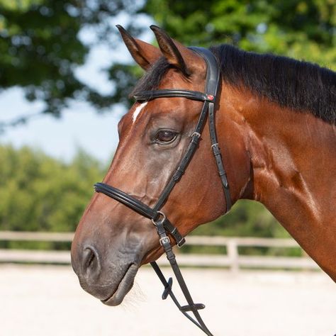 Bridle Horse, Horse Drawing Reference, Horse Magazine, Bitless Bridle, Model Horse Tack, Horse Heads, Horse Anatomy, Horse Fashion, Animal Study