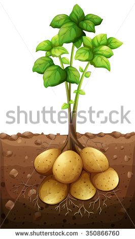 Potatoes plant under the ground illustration - stock vector Potato Plant, Vegetable Crafts, Potato Gardening, Plant Activities, Planting Potatoes, Plant House, Plant Drawing, Root Vegetables, Fruit And Veg