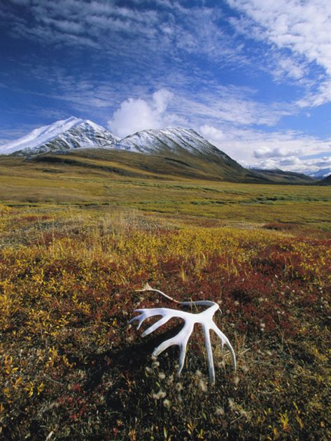 Arctic Tundra Wallpapers - Wallpaper Cave Biomes Project, Alaska Art, Arctic Tundra, Dream Landscape, Biome, Wallpaper Cave, Wallpapers Hd, National Geographic, Dark Aesthetic