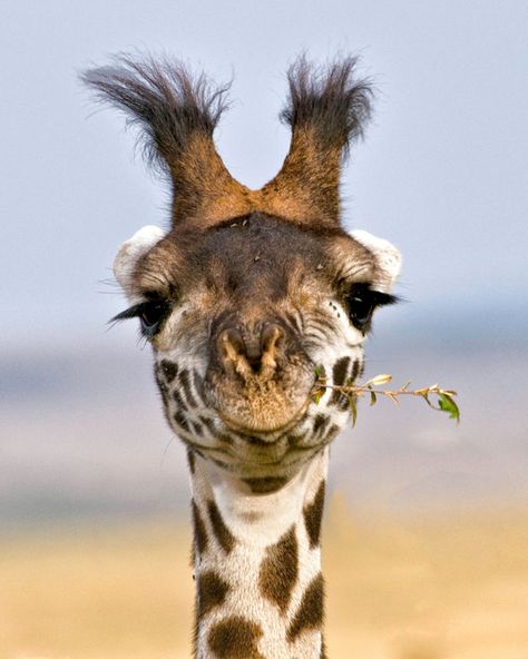 A collection of winning photographs from the Nature’s Best Photography competition, on display now at the Museum of Natural History Regard Animal, A Giraffe, African Wildlife, Maasai, African Animals, Sweet Animals, Animal Planet, Animal Photo, 귀여운 동물