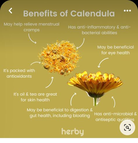 History Of Herbal Medicine, Calendula Spiritual Benefits, Marigold Medicinal Uses, Benefits Of Calendula Tea, Calendula Skin Benefits, Benefits Of Calendula For Skin, Calendula Tea Benefits, Calendula Flower Benefits, Calendula Magical Properties