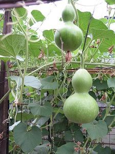 Crafts To Make With Dremel | How to Make Gourd Canteens thumbnail Growing Gourds, Bird House Gourds, Environmental Club, Gourd Vegetable, Birdhouse Gourds, Earth Week, Gourds Birdhouse, Gourd Ideas, Gourd Crafts