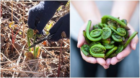 Fiddlehead Recipes, Edible Ferns, Fiddlehead Ferns, Wild Food Foraging, Foraging Recipes, Edible Wild Plants, Green Houses, Fern Plant, Wild Edibles