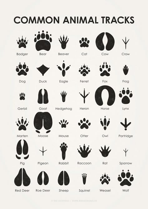 Animal Footprints, Survival Skills Life Hacks, Animal Tracks, Survival Life Hacks, Survival Techniques, Gerbil, Survival Life, Forest School, Wilderness Survival