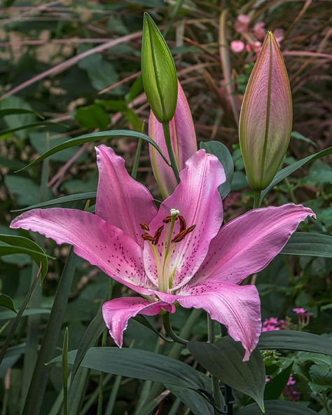 Trumpet Lily. Angels Trumpet Flower, Flowers Tiger Lily, Flowers Reference, Angel's Trumpet Flower Aesthetic, Tiger Lily Photography, Tiger Lily Fairy, Trumpet Lily, Lily, Trees