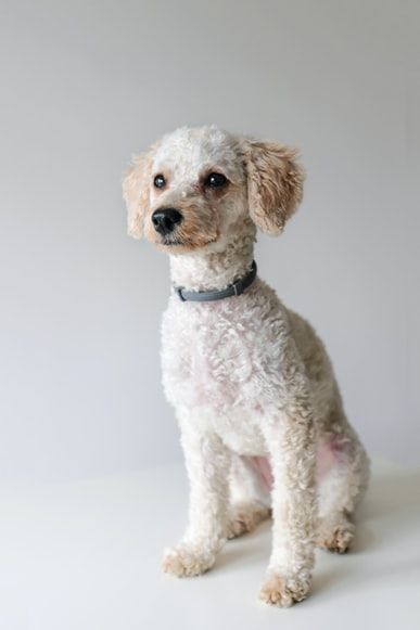 A really adorable and cute French poodle dog Miniature Poodle Haircuts, White Toy Poodle, Cute Puppy Names, Cutest Puppy Ever, Cute Puppy Breeds, French Poodle, Bichon Frise Dogs, French Poodles, Cute Puppy Pictures