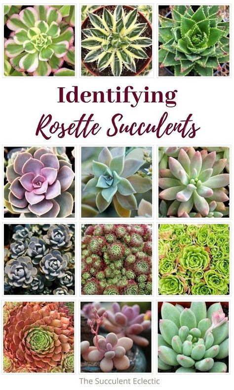 Indoor Plants Pet Friendly, Succulent Names, Types Of Succulents Plants, Planting Succulents Indoors, Succulent Garden Indoor, Plants Pet Friendly, Succulent Garden Diy, Budget Garden, Types Of Succulents