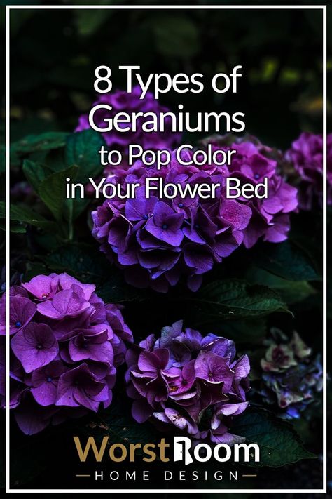 types of geraniums Geraniums Garden, Geranium Plant, Garden Design Inspiration, Geranium Flower, Garden Flower Beds, Bedding Inspiration, Pop Color, Spices And Herbs, Garden Design Ideas