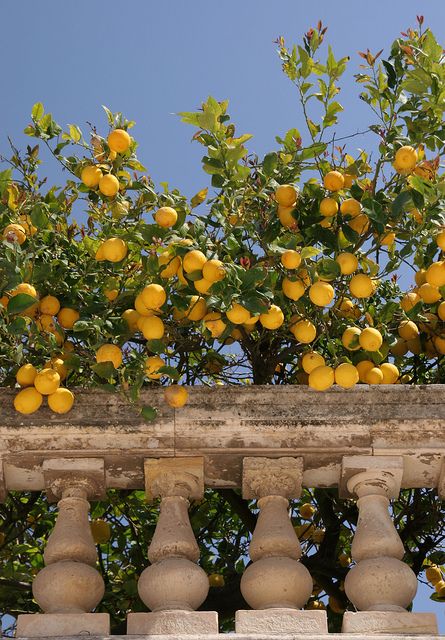 Mediterranean Living| Serafini Amelia| Italia| Sicilian lemon tree Italy Aesthetic, Street Fashion Photography, Italian Summer, Yellow Aesthetic, Northern Italy, Alam Yang Indah, Mellow Yellow, Nature Aesthetic, Pretty Places