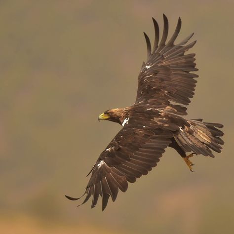 Spanish Imperial Eagle Golden Eagle Flying, Raptor Bird Of Prey, Aigle Royal, Royal Eagle, Imperial Eagle, Raptors Bird, Eagle Images, Eagle Painting, Eagle Pictures