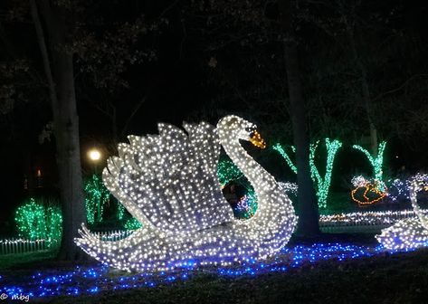 Review This Reviews!: Explore St Louis - Visit Missouri- Review of Zoo L... St Louis Zoo, Zoo Lights, Before We Go, December 26th, Light Display, Travel Advice, Beautiful Lights, Tree House, St Louis