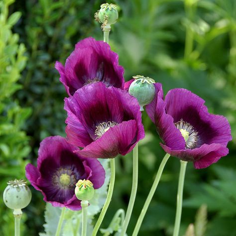 Purple poppy Purple Poppies, Rare Flowers, Ranunculus, Flowering Trees, Exotic Flowers, Poppy Flower, Flowers Nature, Flower Seeds, Flower Pictures