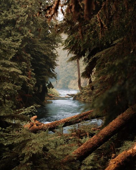 The forests in the Pacific Northwest are so dense and prehistoric-looking it was surprising I didn’t run into any dinosaurs 🦖 Temperate Rainforest, Back To Nature, Nature Images, Pretty Places, Nature Photos, Pacific Northwest, Norfolk, Travel Usa, Beautiful World