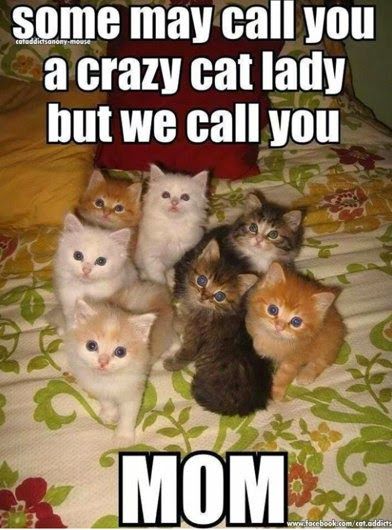 Cats Images, Small Kittens, Söt Katt, Neko Cat, Image Chat, Animal References, Cute Kittens, Cats Meow, Crazy Cat Lady