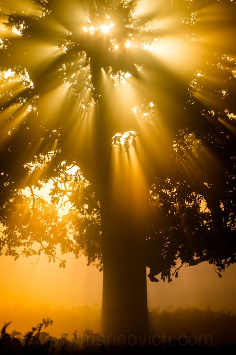 Brazil Rainforest, Tree Hugging, Trees Photo, Sky Gif, Sun Aesthetic, Loving Kindness, Sun Shining, Gold Aesthetic, Yellow Aesthetic