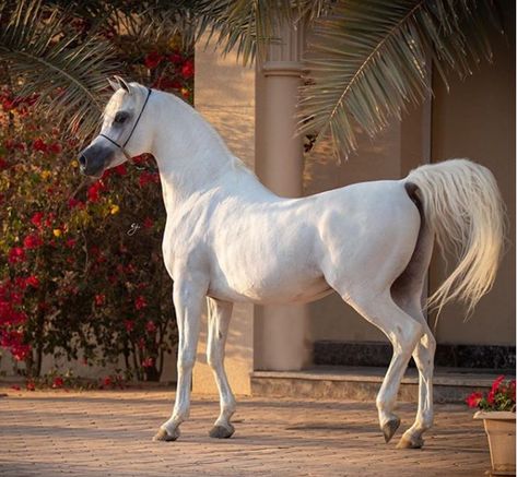 Arabic Horses, White Arabian Horse, Arabic Horse, Arabian Horse Art, Horse Arabian, Pictures With Horses, Horse Shelter, Arabian Stallions, Cute Horse Pictures