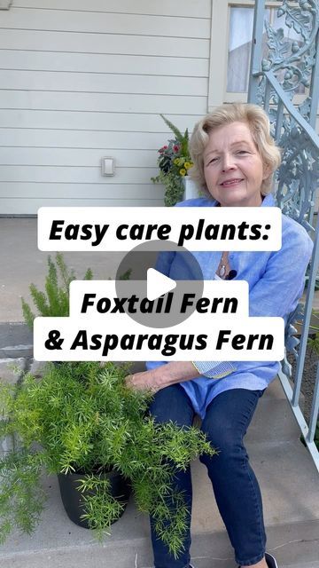 LeNae Denson on Instagram: "Foxtail Fern and Springeri are two great, easy care plants for gardening beginners to mix into your planters or hanging baskets this spring! I have foxtail fern planted in the ground as well, and it propagates so easily. They like water 1-2x/week and are low maintenance. They can last through a light frost and are ideal for zones 9-11 but can go up to zone 7 in winter if protected. Have you grown these before? Let me know if you have care questions below. Be sure to save the video for later and don’t forget to hit follow for more gardening tips! 
.
.
.
.
.
.
.
.
#flowergarden #GardeningTips #BloomsOfInstagram #GardenInspiration #gardening101 #gardeninspo #gardeningforbeginners #NatureLovers #GreenThumb #FlowerPower #UrbanGardening #GardenLife #PlantObsessed #Gro Oasis Decor, Foxtail Fern, Zone 7, Asparagus Fern, Easy Care Plants, Gardening 101, Fern Plant, Growing Food, Outdoor Oasis