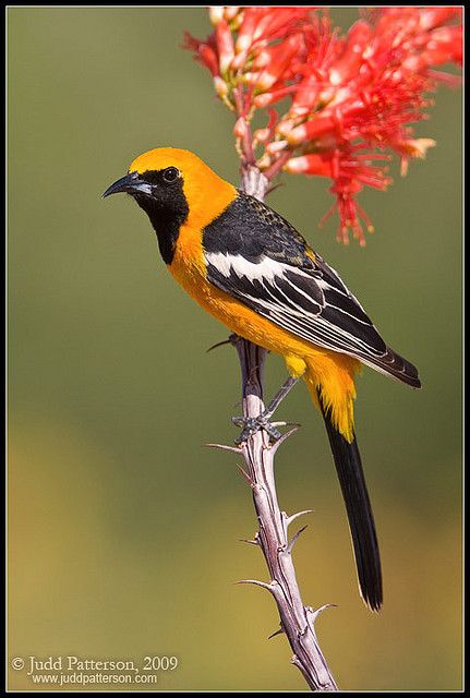 Oriole Bird, Different Birds, White Poppy, Bird Watcher, Nature Birds, Backyard Birds, All Birds, Bird Pictures, Exotic Birds