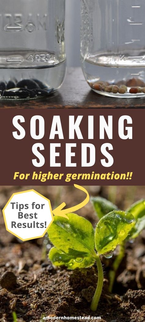 Learn how soaking seeds before planting can help improve seed germination. Seed soaking can improve your seedling count with more viable seedlings! #Gardening #homesteading Soaking Seeds Before Planting, Planting Seeds Indoors, Spring Vegetable Garden, Fast Growing Vegetables, Planting Tips, Starting A Vegetable Garden, Diy Raised Garden, Victory Garden, Seed Germination