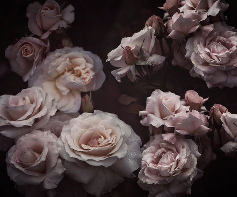 Catherine Howard on Behance Catherine Howard Aesthetic, Katherine Howard Aesthetic, Garden Header, Catherine Aesthetic, Katherine Aesthetic, Catherine Core, Kathryn Howard, Tudor Aesthetic, Howard Aesthetic