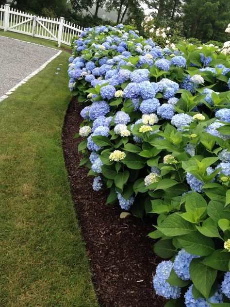 Hydrangea heaven Hydrangea Landscaping Ideas, Front Driveway Ideas, Blue And White Hydrangea, Front Driveway, California Landscaping, Hydrangea Landscaping, Driveway Ideas, Hydrangea Garden, Outdoor Backyard